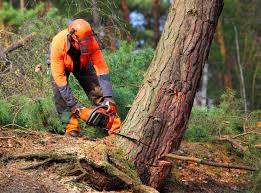 How Our Tree Care Process Works  in Crete, IL